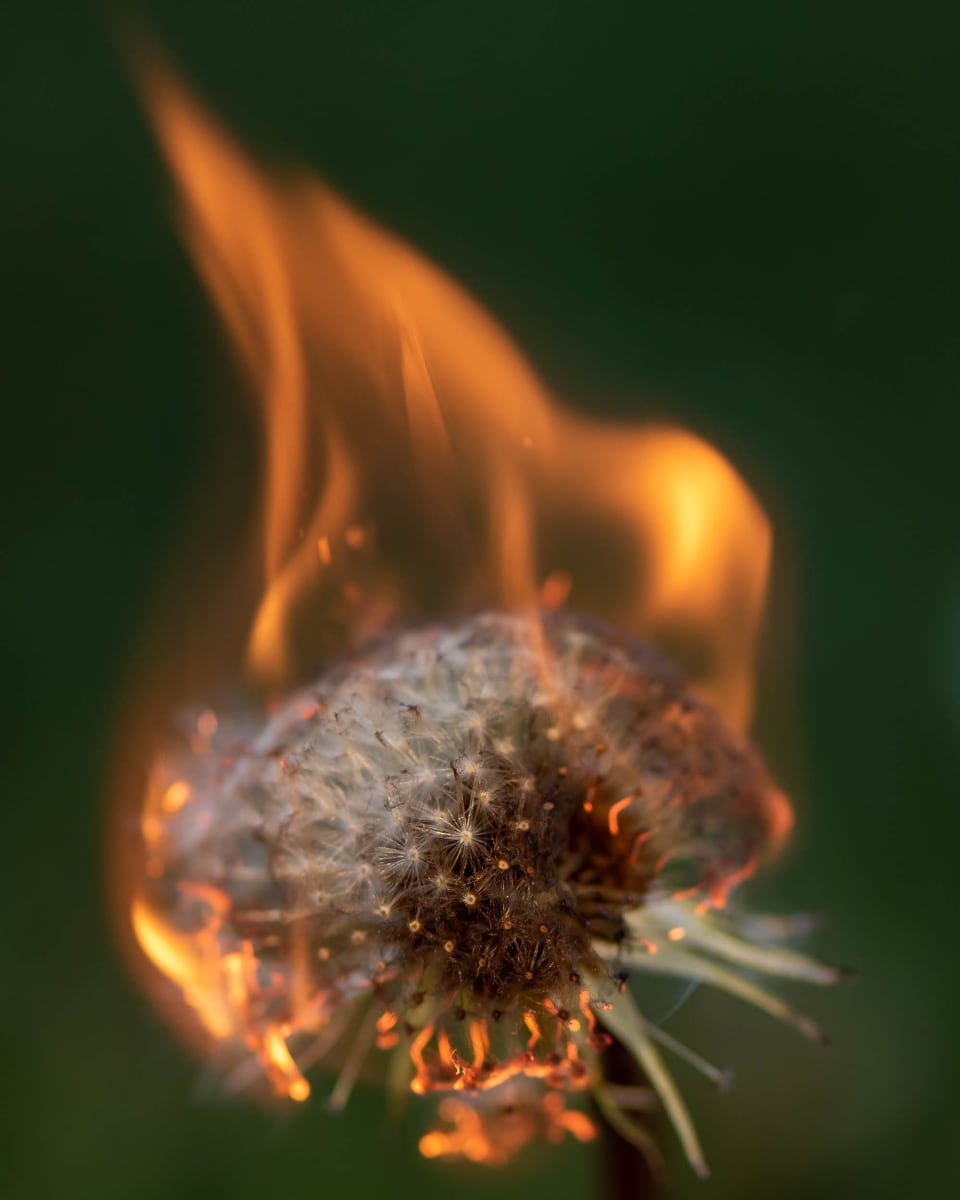 A close-up photo of a seeding dandelion (puffball) on fire, the flame reaching to the top of the photo, on a deep green background.