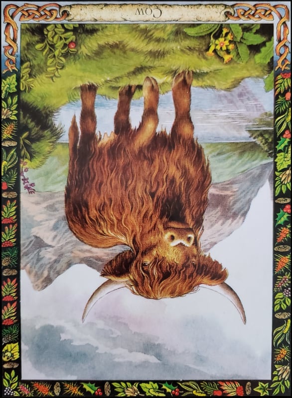 Cow oracle card upside down