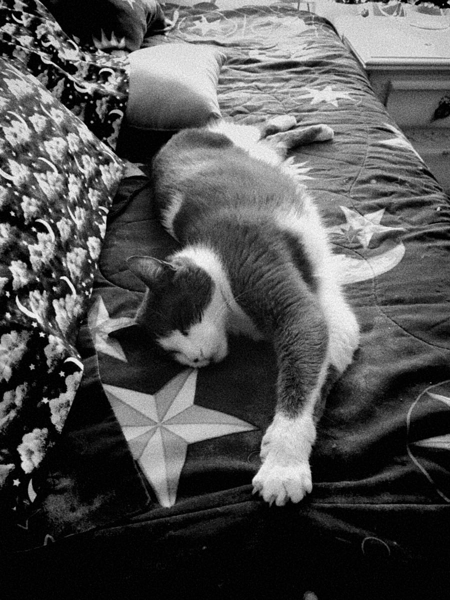 A black and white photo of a grey and white cat, Indy, stretched out, with front legs and paws out in front of him, towards the viewer on a bed with pillows and blankets that have a sun/moon/stars motif. The picture is particularly grainy.