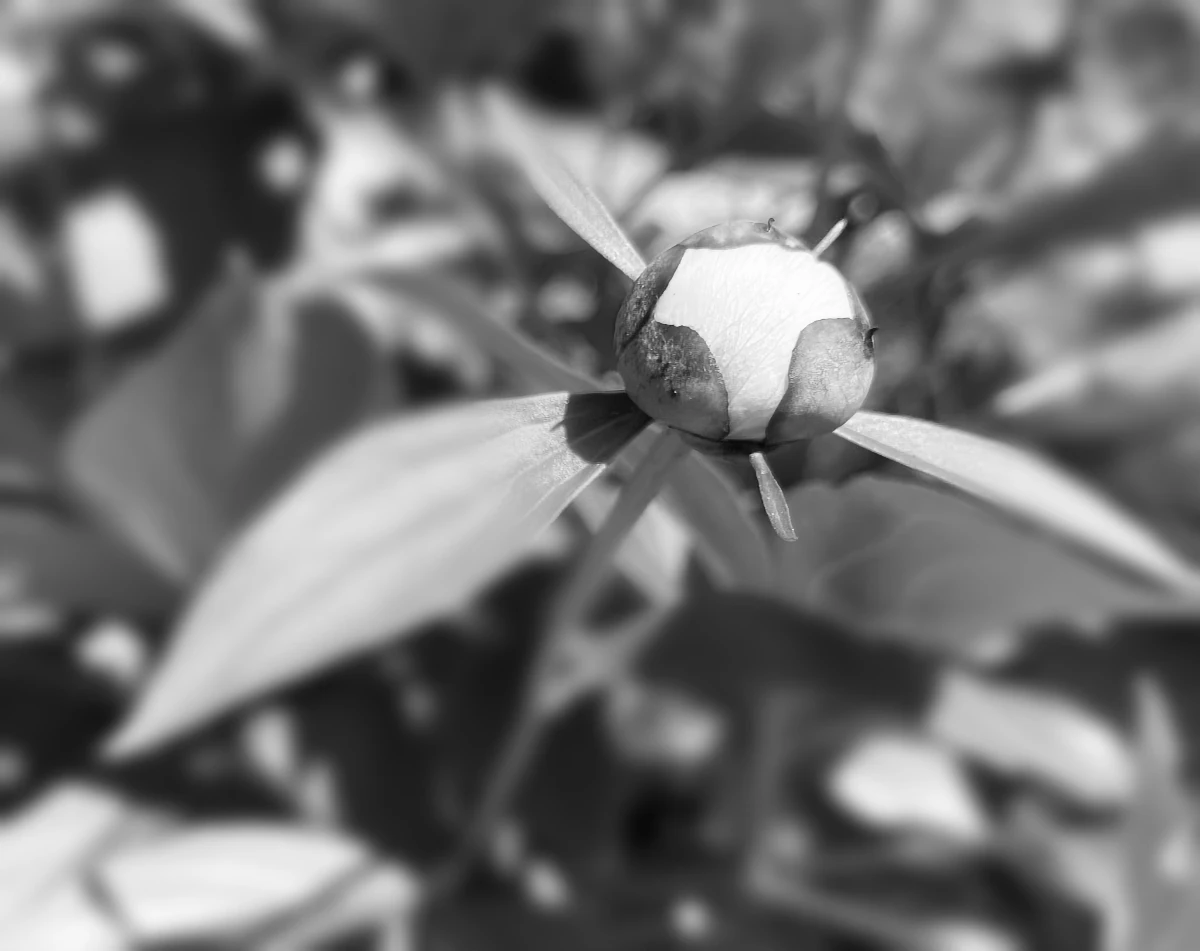 Closeup, black and white photo of a budding peony flower within a blurred background of leaves.