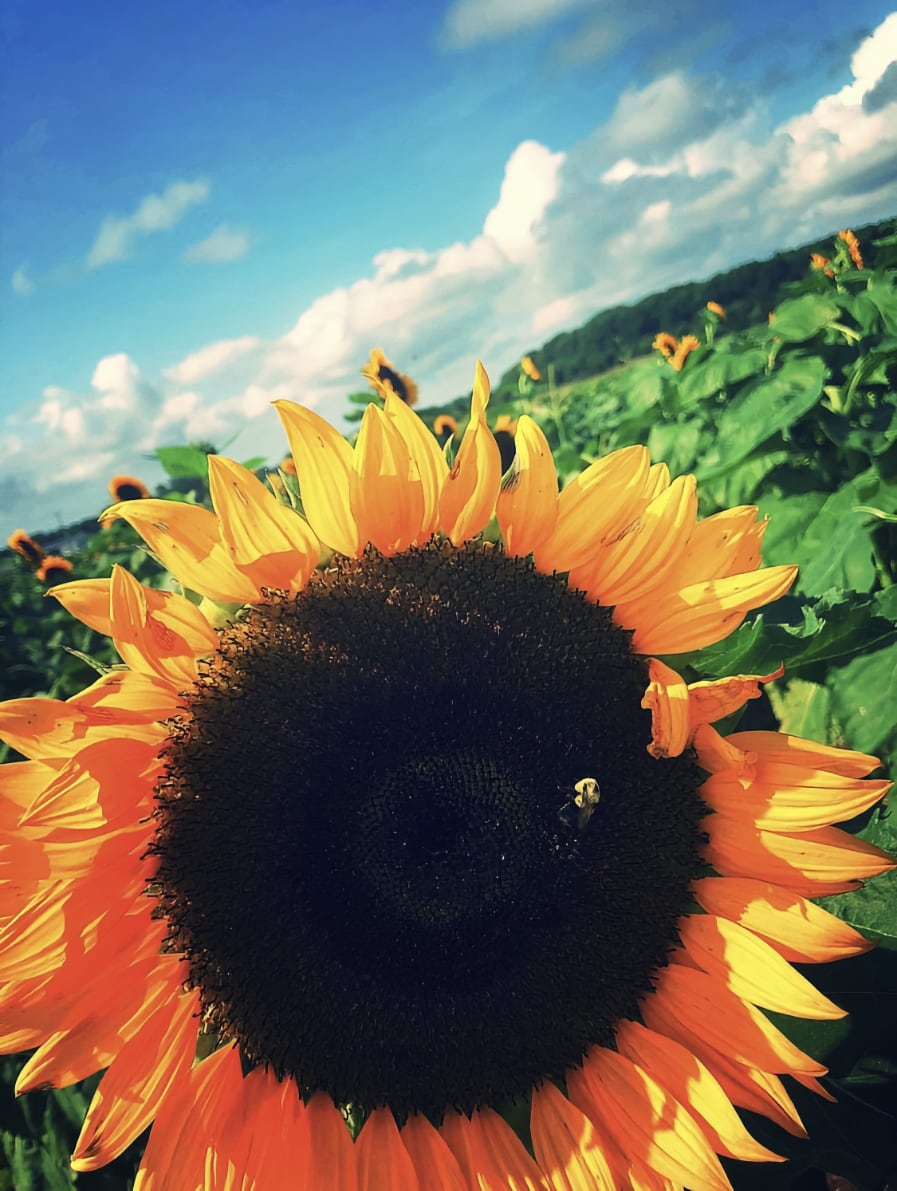 Photograph of a sunflower with bright yellow and orange florets, with a large disk of brown florets in the center, taking up the lower half of the image. The photo is askew: the sunflower field and sky are at about a 25deg angle to the viewer. The field is full of green leaves witht the occassional sunflower. The sky is a rich cyan color with large clouds at the horizon. There is a small honey bee on the disk floret.