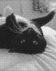 Jinx, a tuxedo tabby facing the camera, lays upside-down on a comforter.