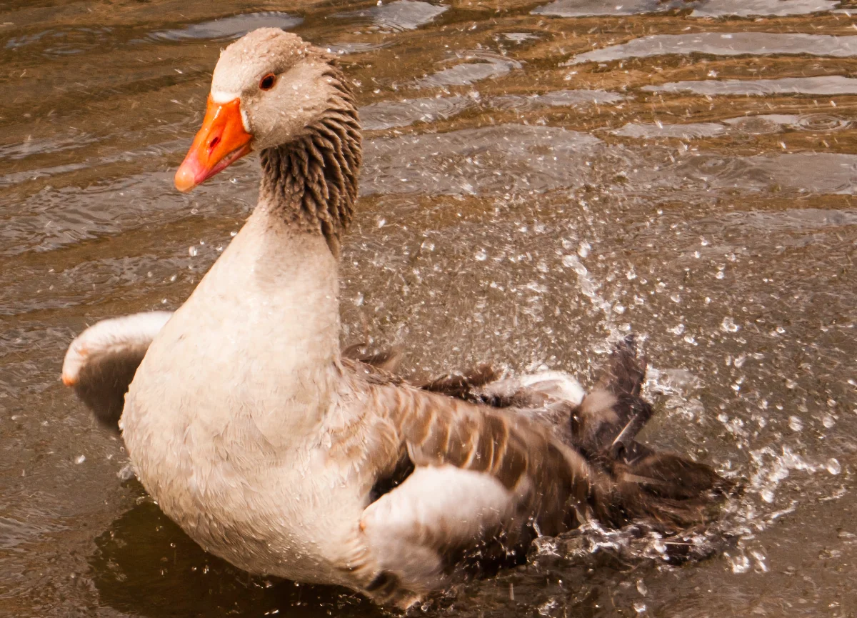 White and brown goose, with bright orange beak and orange ring around its dark eye, splashes water on itself with its tail feathers. Its wings are slightly lifted from its body. The goose is in shallow water, possibly a large puddle, while it is raining. The goose's brown neck feathers are ruffled.