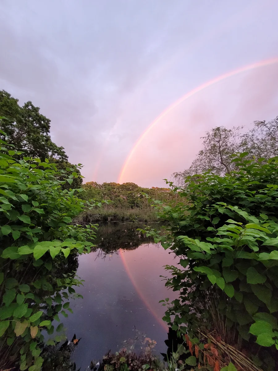 A photo of a rainbow over a marshy stream in the northeast of the United States. The stream is bounded on either side by leafy green bushes. In the distance, directly below the rainbow's end, are trees common to the marshy terrain and their reflection in the water. The rainbow is projected against a blue and grey cloudy sky. The rainbow has a slightly visible reversed rainbow above it, often called a “double rainbow.” The rainbow is reflected in the dark waters of the stream.