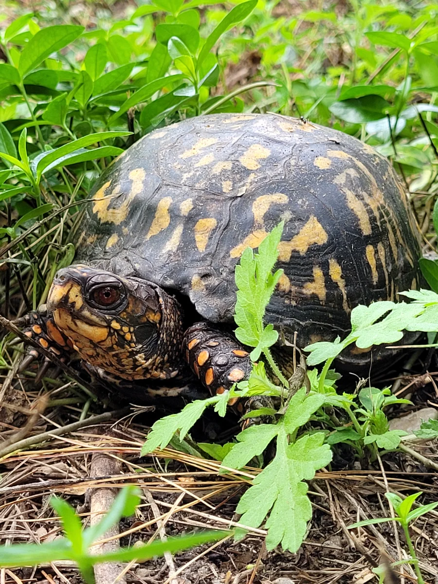 Close-up photo of an Eastern Box Turtle (dark green/black shell with a seemingly random yellow pattern; skin is dark brown/black with mottled yellow) on the ground, surrounded by green grass weeds. The turtle appears to be standing on a small, brown stick. It is partially facing the camera, its left eye, brown, looking at the camera. It's head is slightly raised. It's right foot, mostly behind its head, has its claws extending beyond the head and visible in the photo.