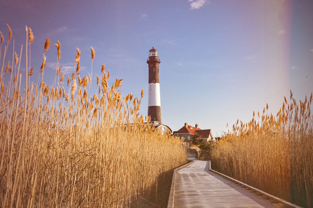 Boardwalk, flanked by tall reeds, leading to the Fire Island Lighthouse